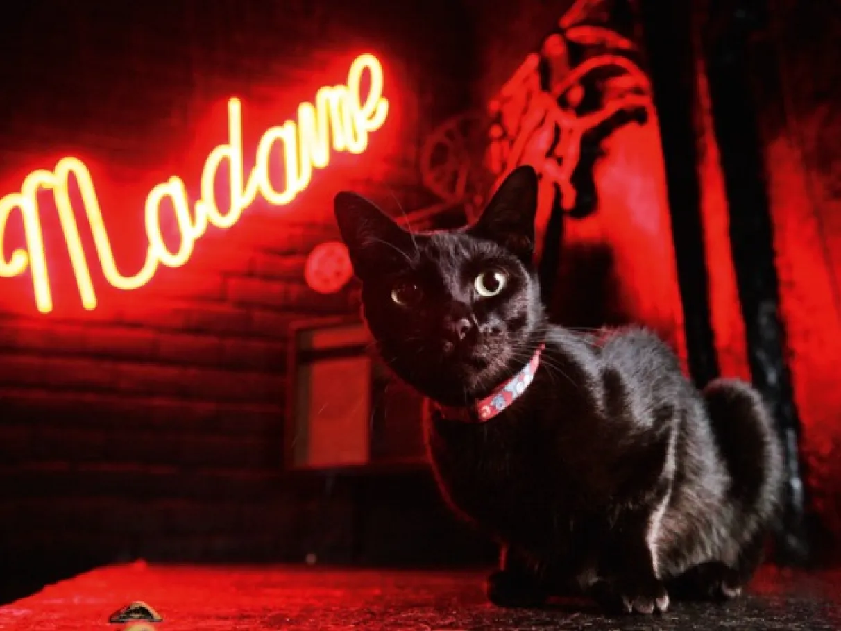 Madame Satã: o templo underground que moldou a noite paulistana